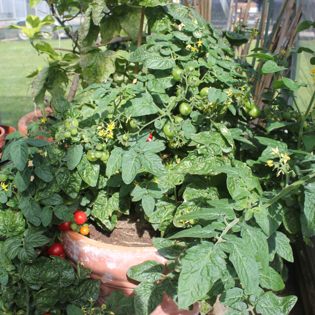 Tomatplante | Tiny Tim busk tomat – Klarskov Gartneri