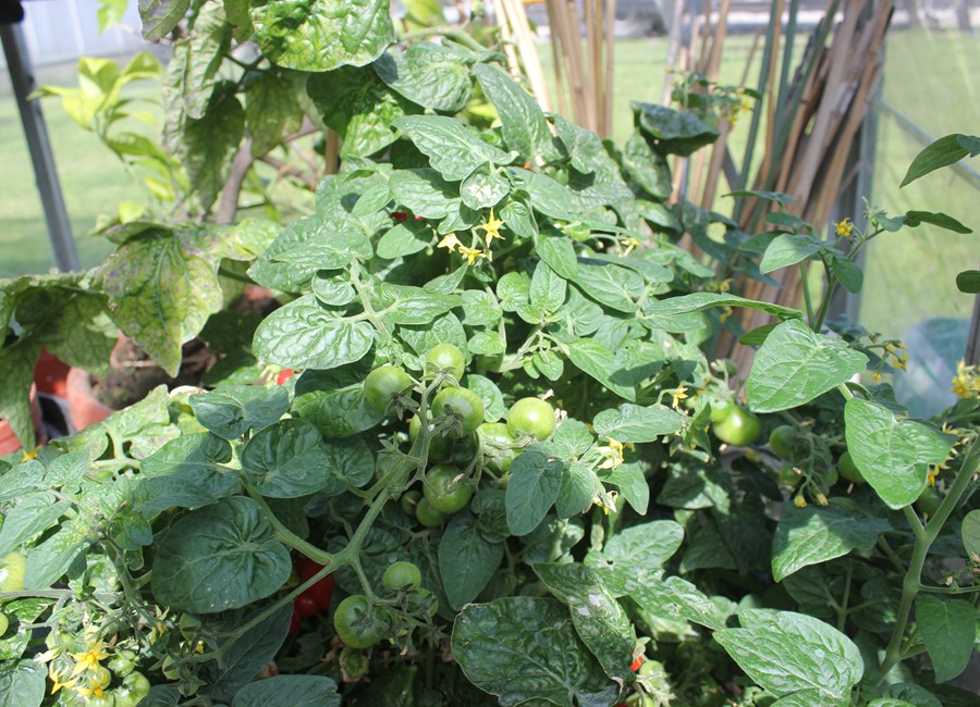 Tomatplante | Tiny Tim busk tomat – Klarskov Gartneri