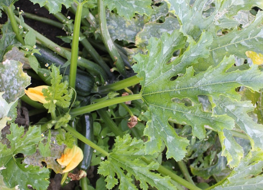 squash plante | Nem dyrke i haven Klarskov Gartneri